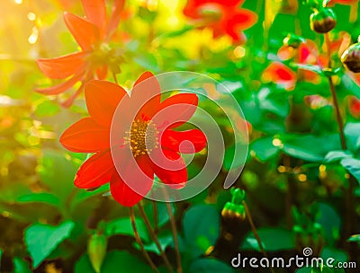 Red flower suni Stock Photo