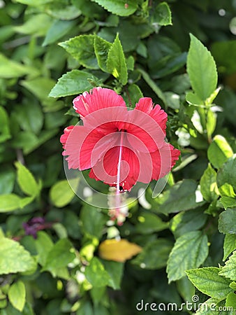 Red Flower Sunrise Dslr Stock Photo