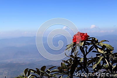 Red Flower on top Stock Photo