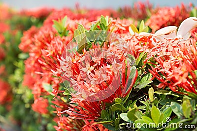 Red flower view background Stock Photo