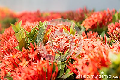 Red flower view background Stock Photo