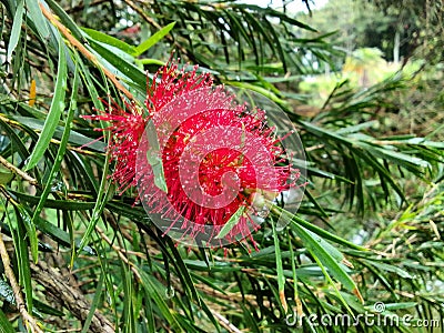 Red flower of weeping bottlebrush tree Stock Photo