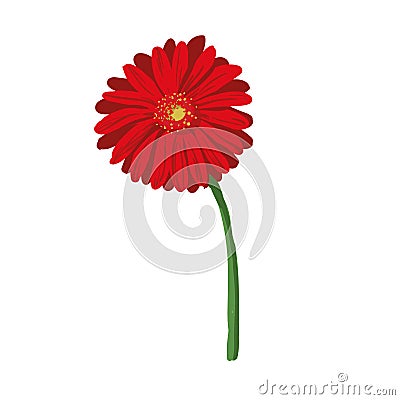 Red flower on white background. Natural elegance illustration design with blooming gerbera Vector Illustration