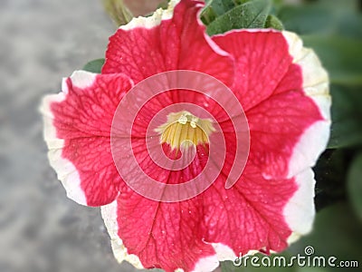 Red flower winter spring India Stock Photo