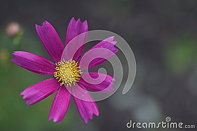 red flower with a yellow center annual kosmeya on a green background Stock Photo