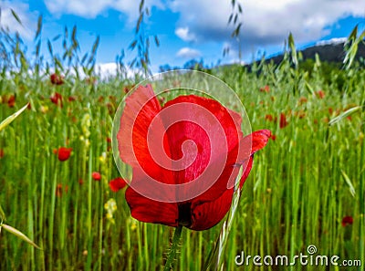 A red-flowered corn poppy field and blue sky,red poppy close-up Stock Photo