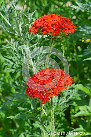 Red flowered Lychnis Stock Photo