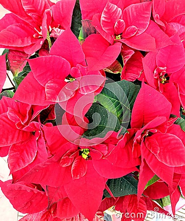 Red flowering christmas star with a lot of blossoms Stock Photo