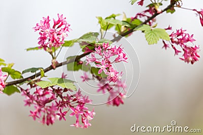 Red flowering Currant Stock Photo