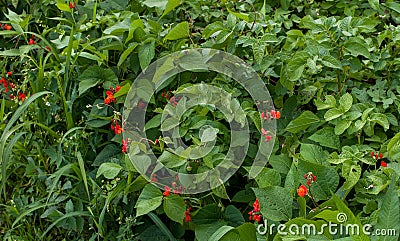 Red flowering legume close up Stock Photo