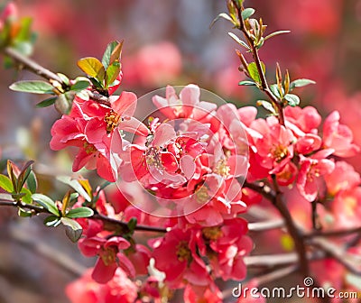 Red flowering Quince Stock Photo