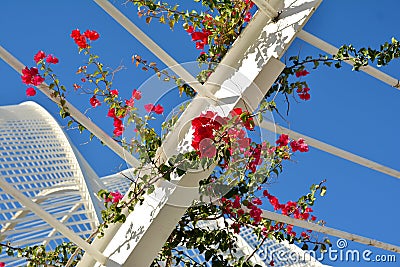 Red flowers and architectural detail of L`Umbracle,Valencia Editorial Stock Photo