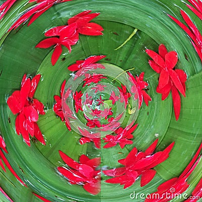 Red flowers arrange over green leave Stock Photo