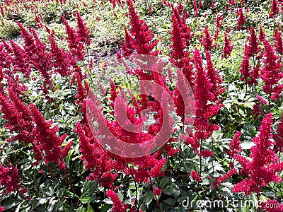 Red flowers of Astilbe Japonica Montgomery, False Spirea in the garden. Stock Photo