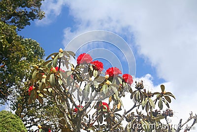 Red flowers background,Rhododendron arboreum Azalea in doi inthanon National park of Thailand in Chiang Mai,highest mountain of Th Stock Photo
