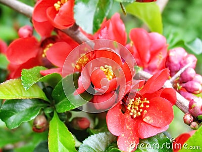 Red flowers of barberry. Blossoming spring Stock Photo