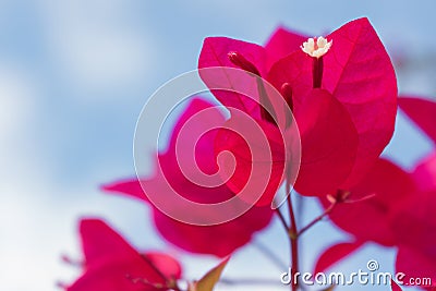 Red flowers with a beautiful blue sky background Stock Photo