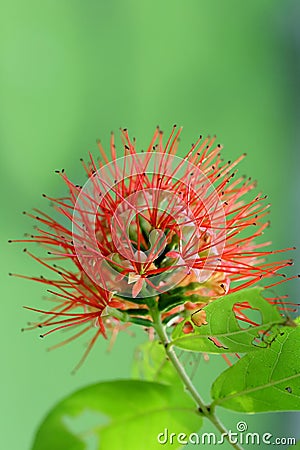 Red flowers blooming Stock Photo