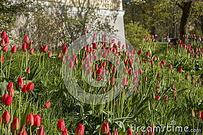 Red flowers blossom in the backyard of the house Stock Photo