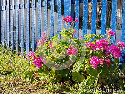 Red Flowers and Blue Picket Fence Stock Photo