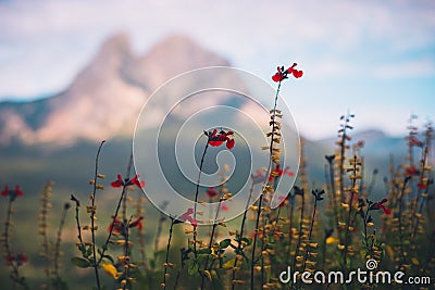 Red flowers with blurred Pedraforca mount in the background Stock Photo