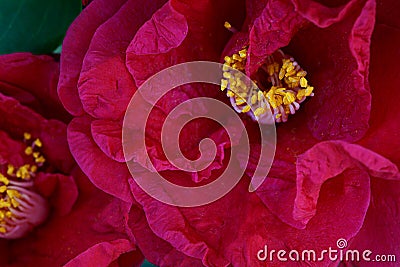 Bright red color Camellia flower, closeup/ macro photo; Stock Photo