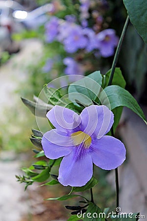 Flowers - Thunbergia grandiflora - Italy Stock Photo