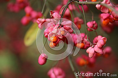 Red flowers of the chaplain`s hat in the botanical garden of Capelle aan den IJssel Stock Photo