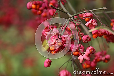 Red flowers of the chaplain`s hat in the botanical garden of Capelle aan den IJssel Stock Photo