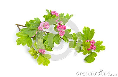 Red Flowers Crataegus hawthorn quickthorn thornapple May-tree, whitethorn or hawberry. Isolated Stock Photo