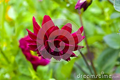 Red flowers Dahlia purple flame in the garden Stock Photo