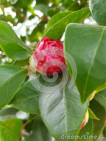 Red flowers flo Stock Photo