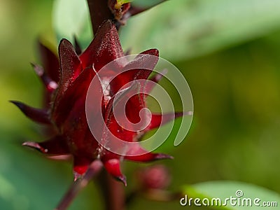 Red flowers and fruit of Rosella Hibiscus sabdariffa Linn. or Jamaican Sorel, Roselle, Rozelle, Sorrel, Red Sorrel, Kharkade, Ka Stock Photo