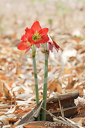 Red flowers. Stock Photo