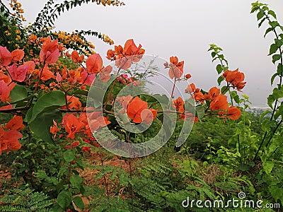 Red flower sky background and green leaves Stock Photo