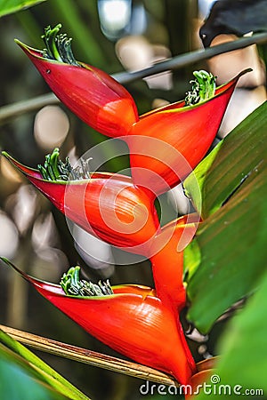 Red Flowers Hanging Lobster Claws Fairchild Garden Coral Gables Florida Stock Photo