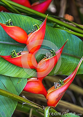 Red Flowers Hanging Lobster Claws Fairchild Garden Coral Gables Florida Stock Photo