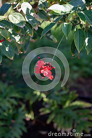 Red flowers of Jatropha flowering plants in spurge family, Euphorbiaceae Stock Photo