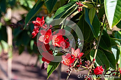 Red flowers of Jatropha flowering plants in spurge family, Euphorbiaceae Stock Photo