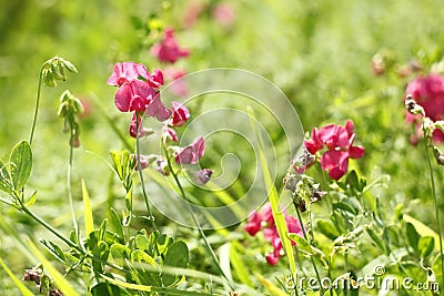 Red flowers of leguminous plant Stock Photo