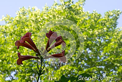 Red flowers of a lily Campsis on a background of green blurry foliage. Stock Photo