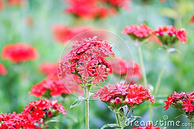 Red flowers of Lychnis chalcedonica. Maltese Cross plant in the summer garden Stock Photo