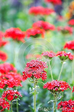 Red flowers of Lychnis chalcedonica. Maltese Cross plant in the summer garden Stock Photo