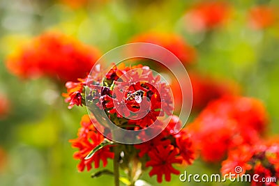 Red flowers of Lychnis chalcedonica. Maltese Cross plant in the summer garden Stock Photo