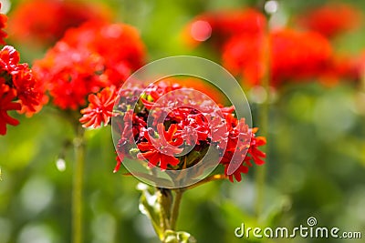 Red flowers of Lychnis chalcedonica. Maltese Cross plant in the summer garden Stock Photo