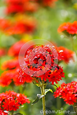 Red flowers of Lychnis chalcedonica. Maltese Cross plant in the summer garden Stock Photo