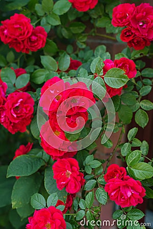 Red flowers mini roses Stock Photo