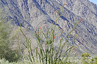 Desert Bloom Series - Ocotillo - Fouquieria splendens Stock Photo