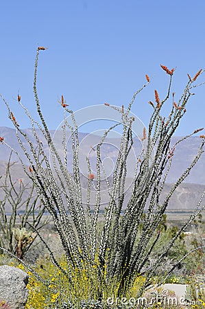 Desert Bloom Series - Ocotillo - Fouquieria splendens Stock Photo