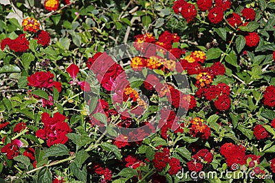 Red flowers in the park. Wallpapier Stock Photo